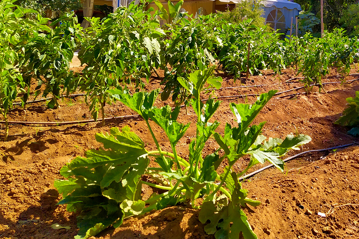 MANTENIMIENTO JARDINES (2)