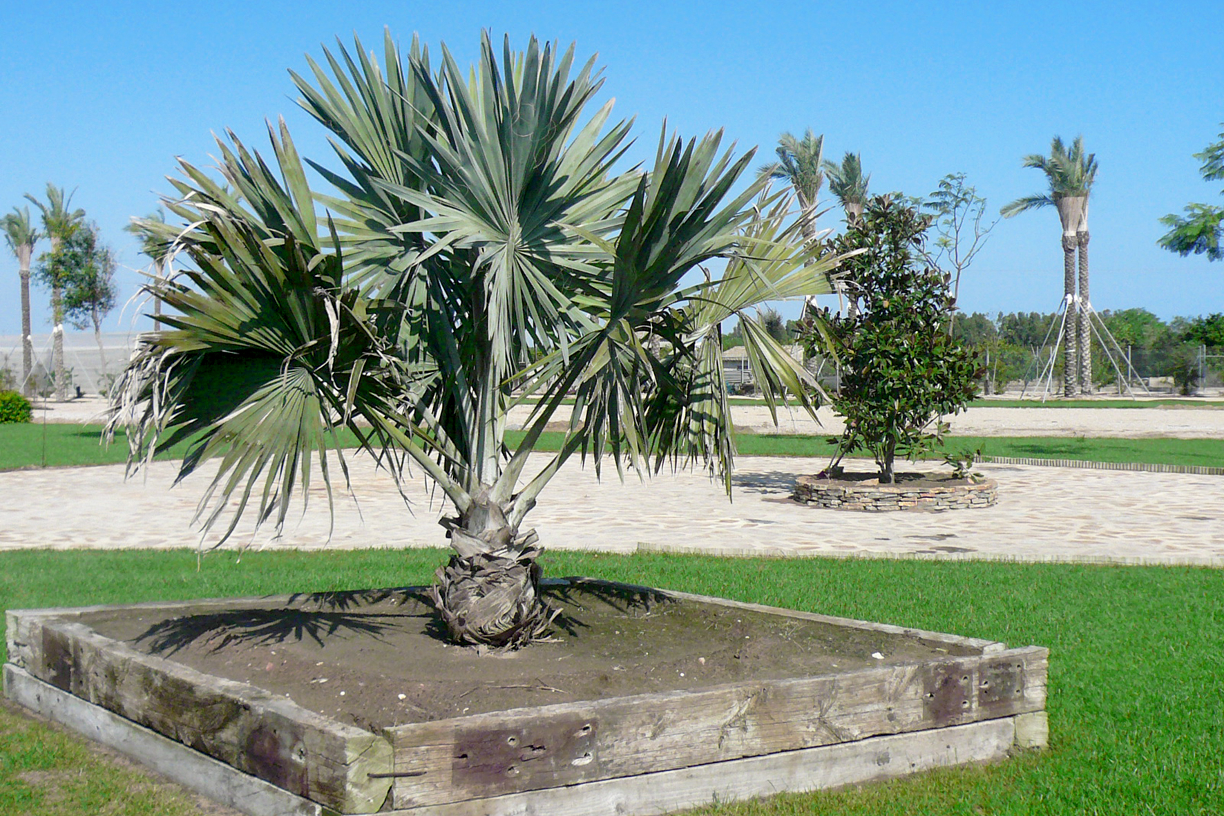 MANTENIMIENTO JARDINES (5)