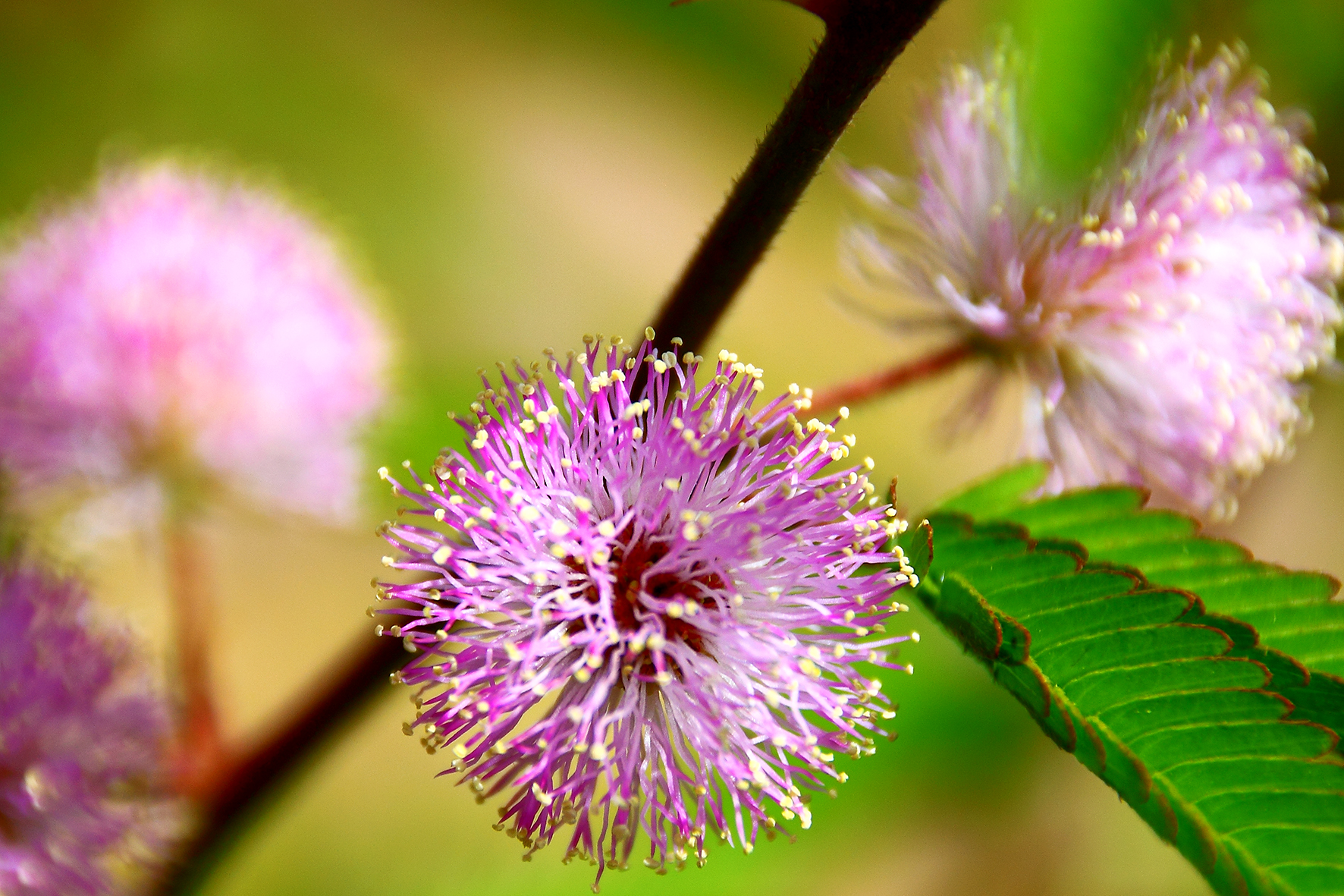 Mimosa pudica
