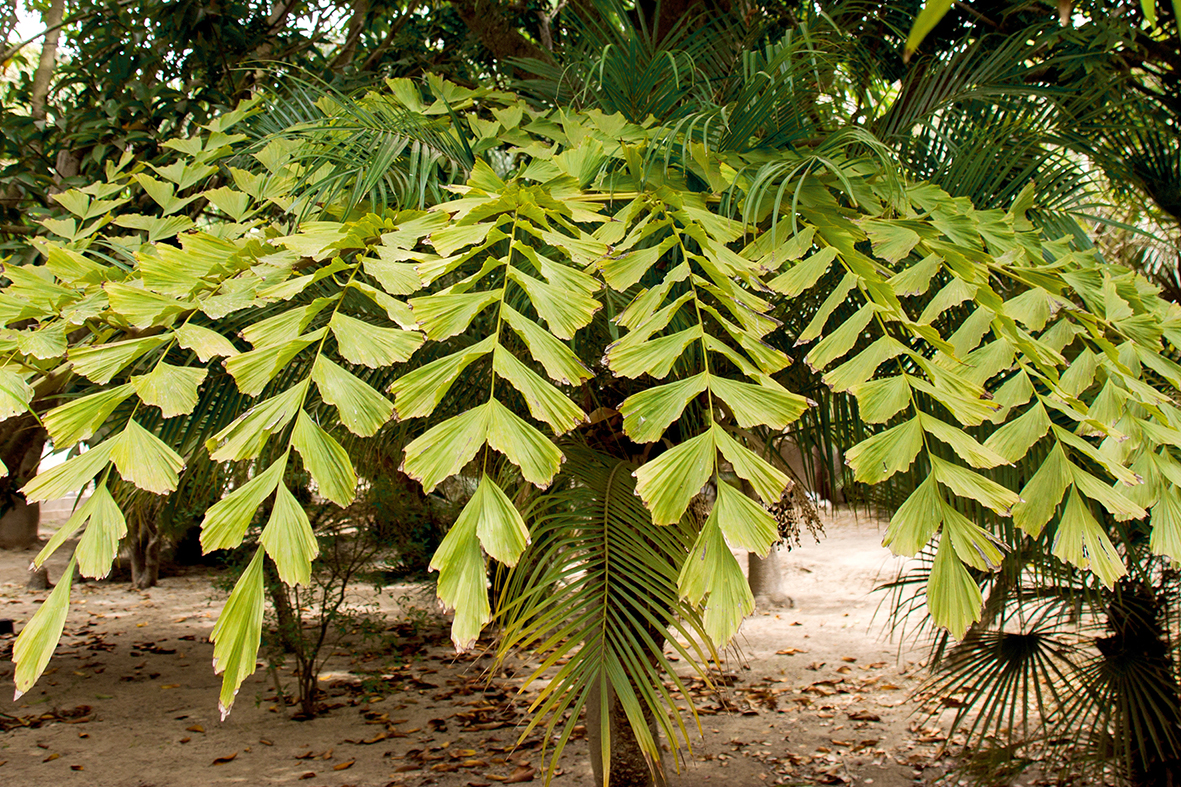botanic cullera caryota palm