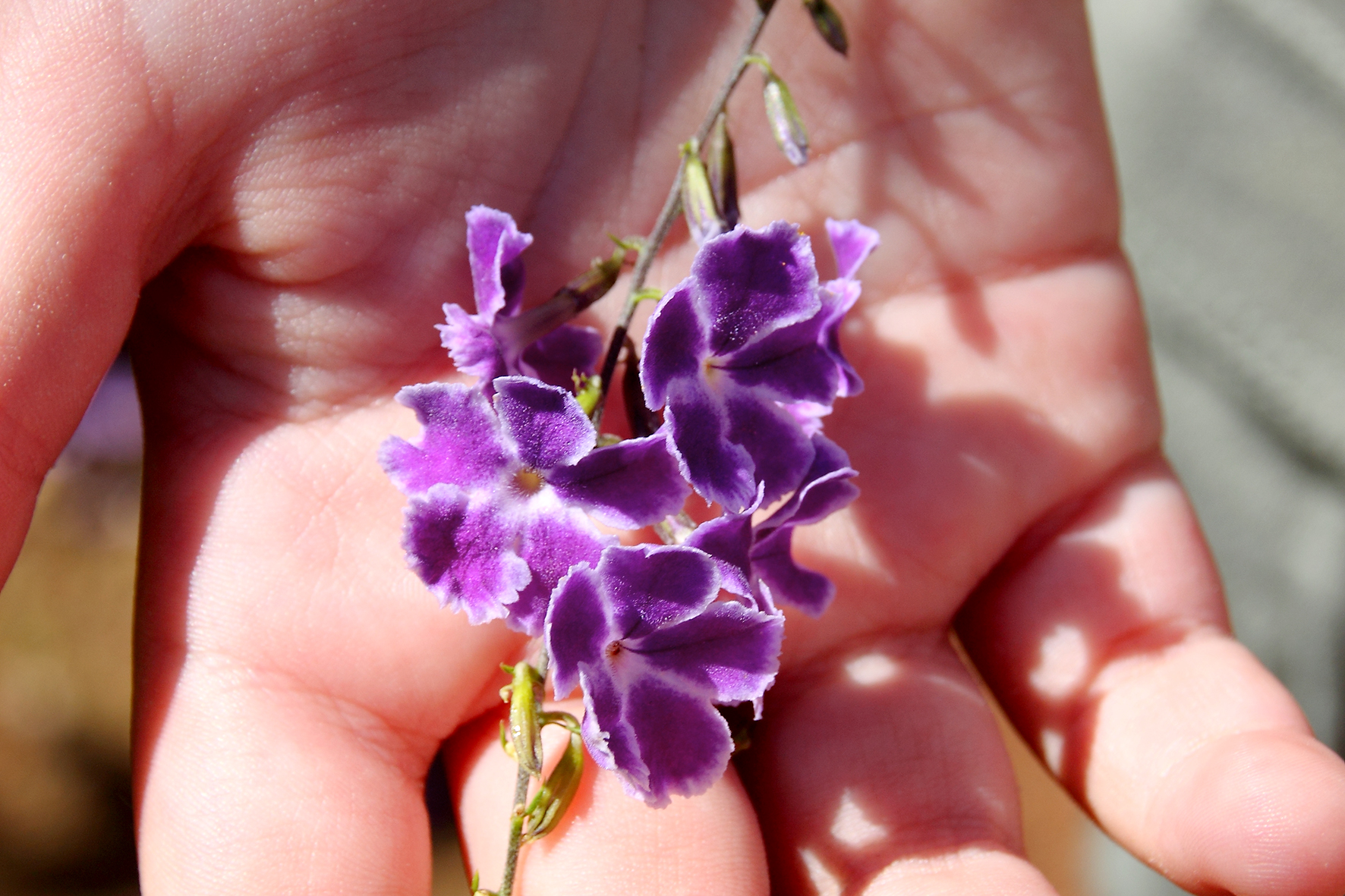 botanic cullera duranta repens