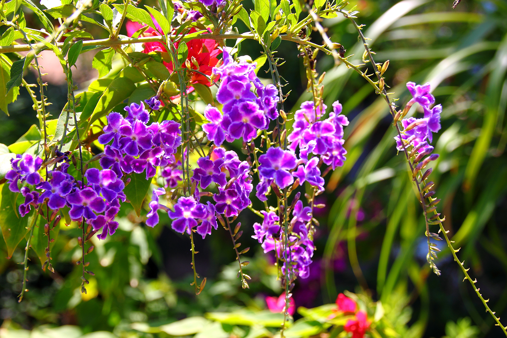 botanic cullera flowers flores duranta repens