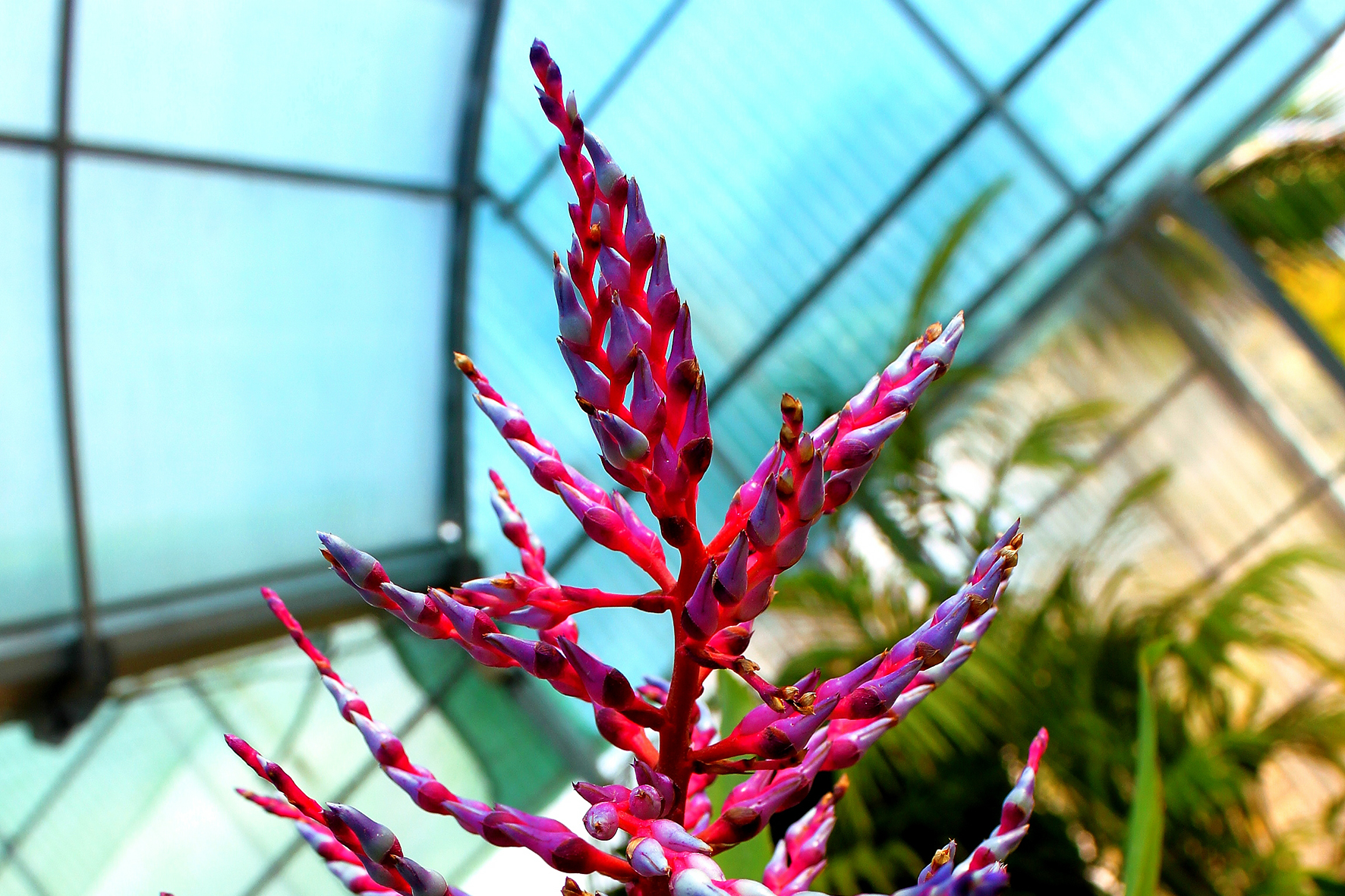 botanic cullera jardineria 3