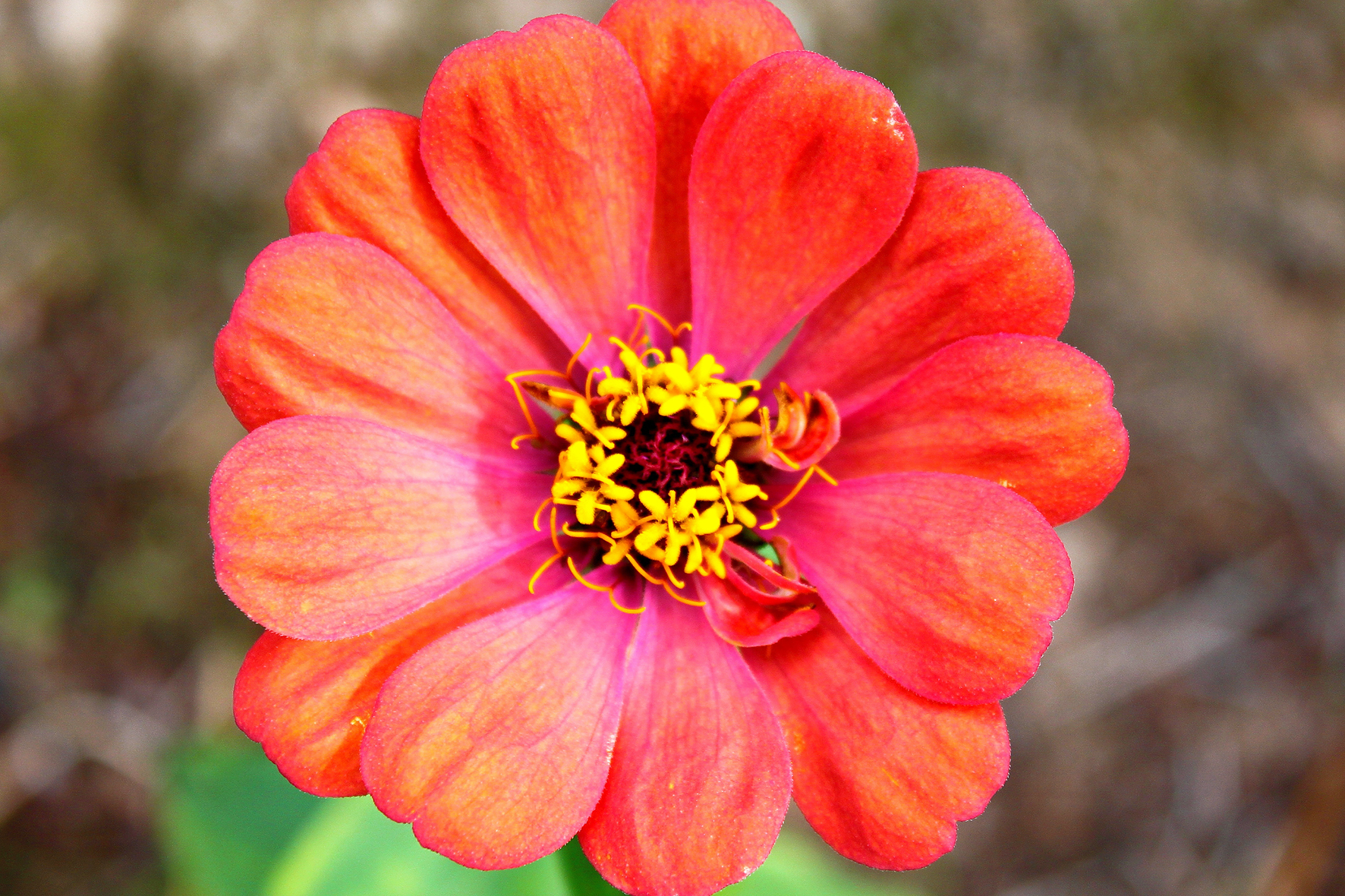 flor botanic cullera 2